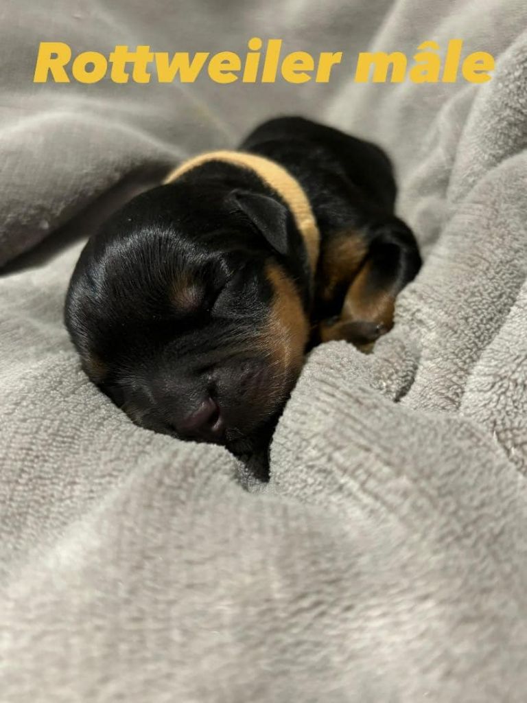 De L'Ange Gardien Ckaina - Chiot disponible  - Rottweiler