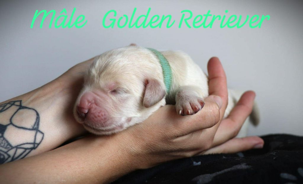 De L'Ange Gardien Ckaina - Chiot disponible  - Golden Retriever