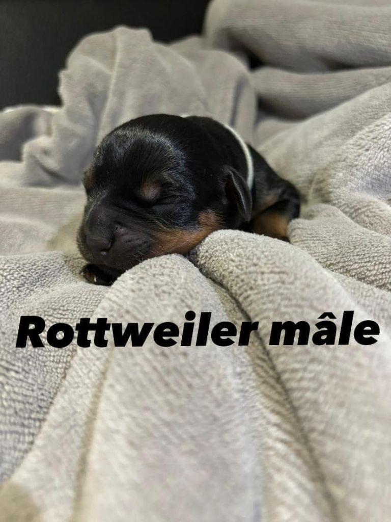 De L'Ange Gardien Ckaina - Chiot disponible  - Rottweiler