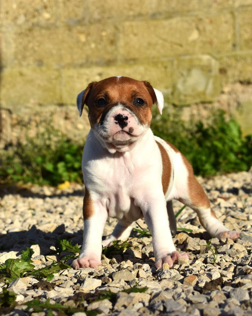 De L'Ange Gardien Ckaina - Chiot disponible  - Staffordshire Bull Terrier