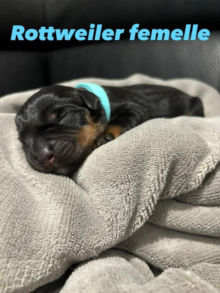 De L'Ange Gardien Ckaina - Chiot disponible  - Rottweiler