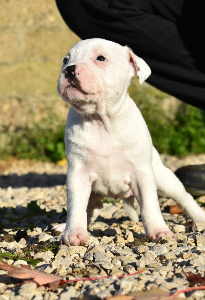 De L'Ange Gardien Ckaina - Chiot disponible  - Staffordshire Bull Terrier