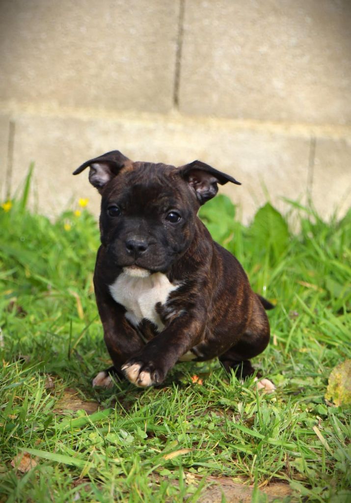 De L'Ange Gardien Ckaina - Chiot disponible  - Staffordshire Bull Terrier