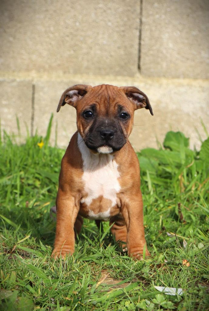 De L'Ange Gardien Ckaina - Chiot disponible  - Staffordshire Bull Terrier