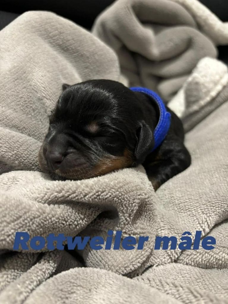 De L'Ange Gardien Ckaina - Chiot disponible  - Rottweiler