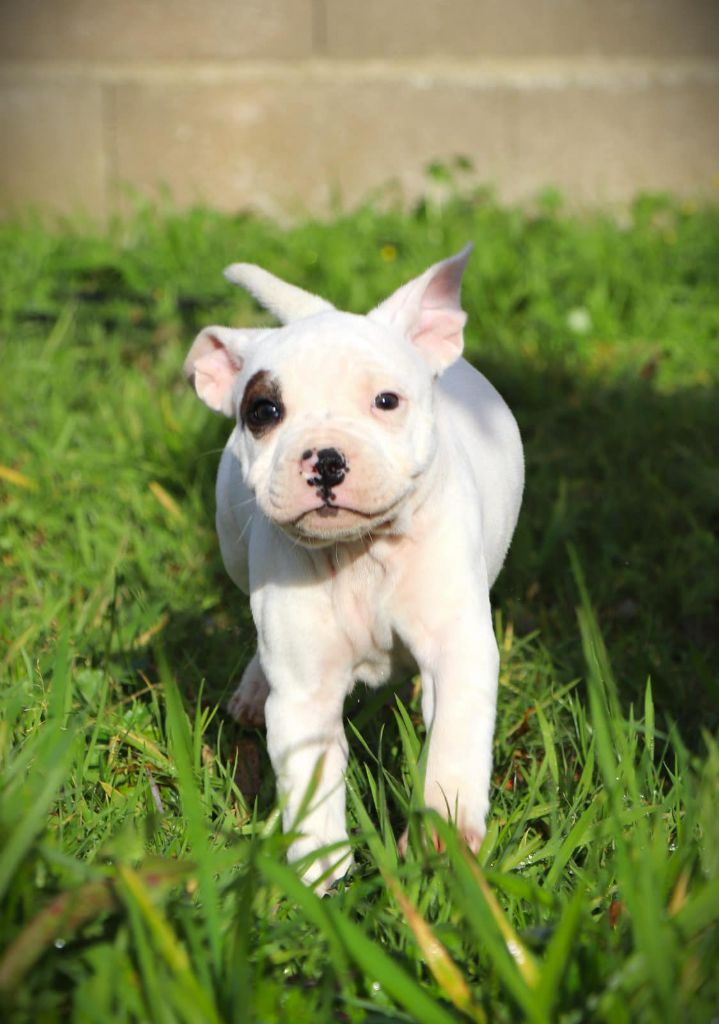 De L'Ange Gardien Ckaina - Chiot disponible  - Staffordshire Bull Terrier