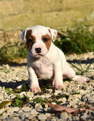 De L'Ange Gardien Ckaina - Staffordshire Bull Terrier - Portée née le 14/09/2024