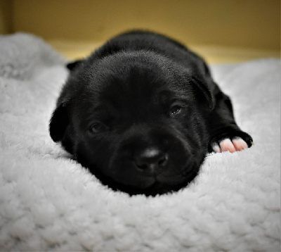 De L'Ange Gardien Ckaina - Staffordshire Bull Terrier - Portée née le 18/10/2023