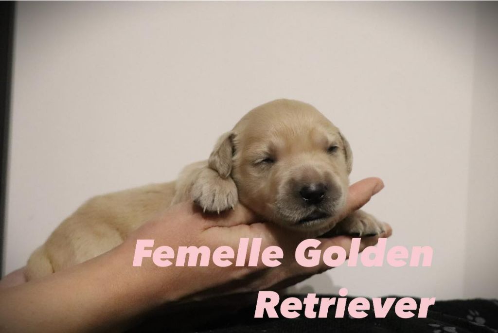 De L'Ange Gardien Ckaina - Chiot disponible  - Golden Retriever