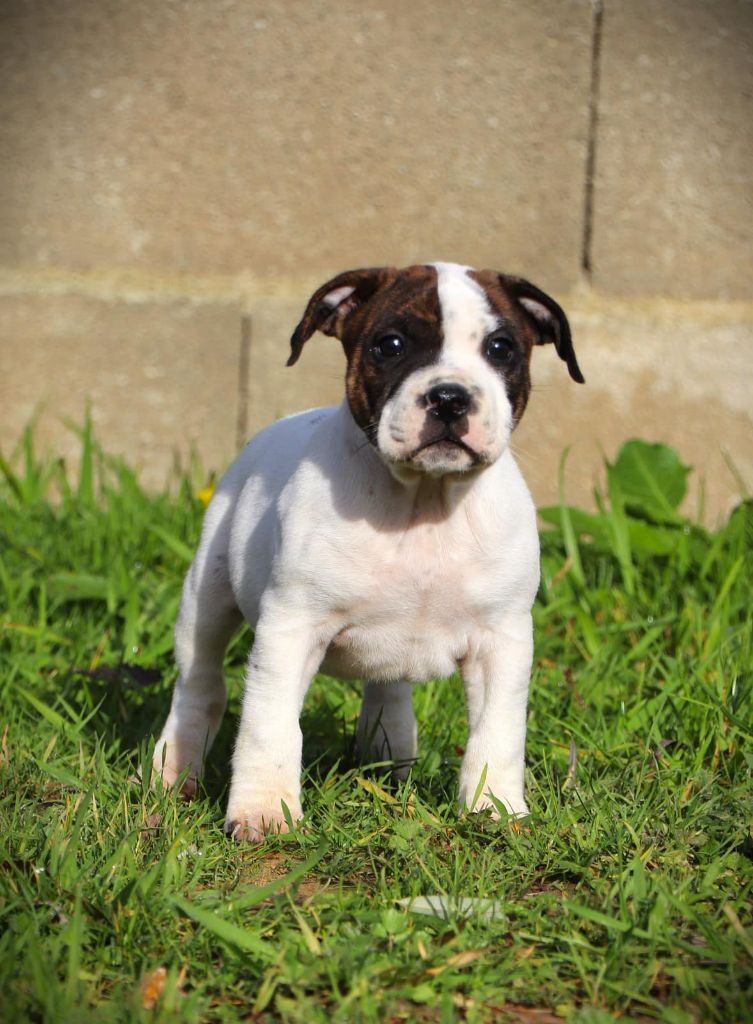 De L'Ange Gardien Ckaina - Chiot disponible  - Staffordshire Bull Terrier