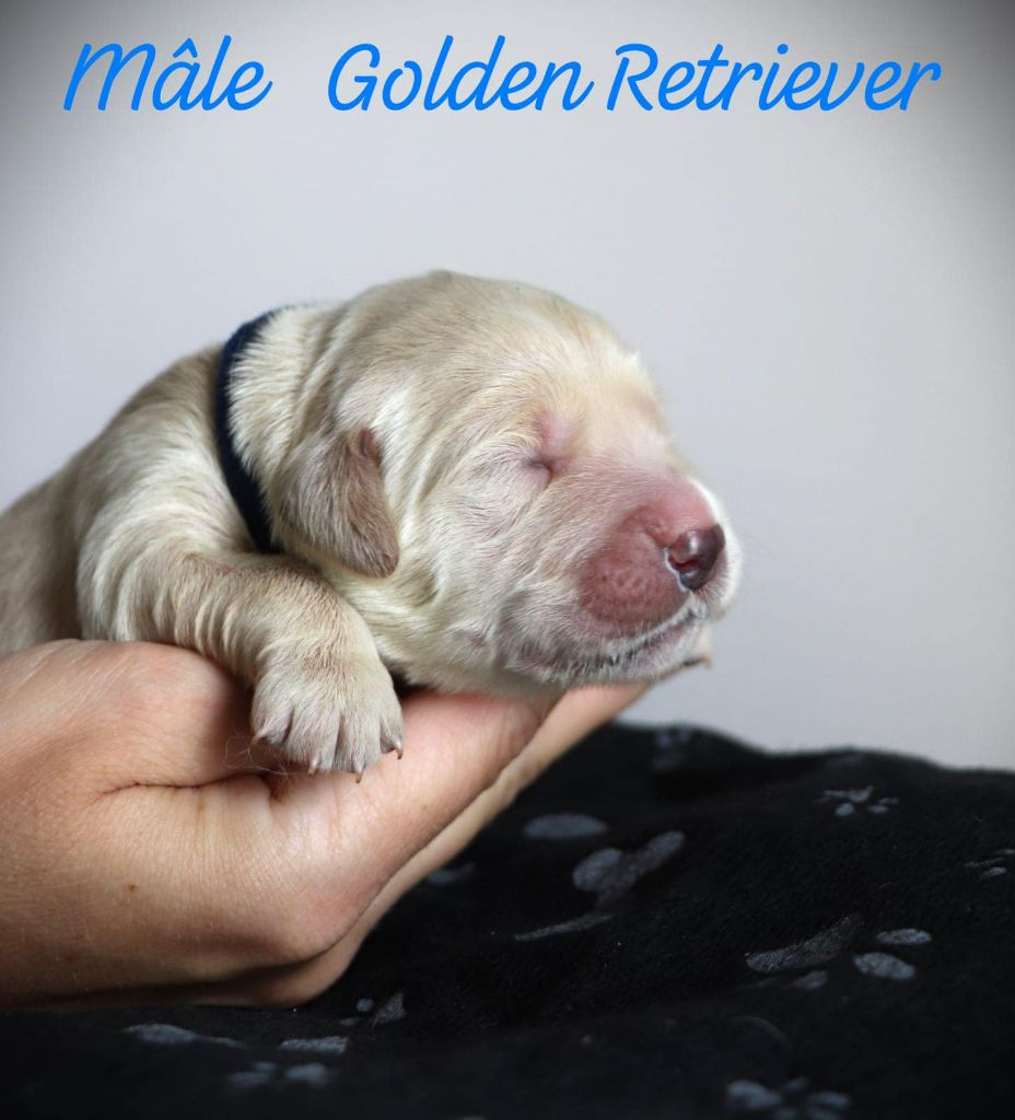 De L'Ange Gardien Ckaina - Chiot disponible  - Golden Retriever