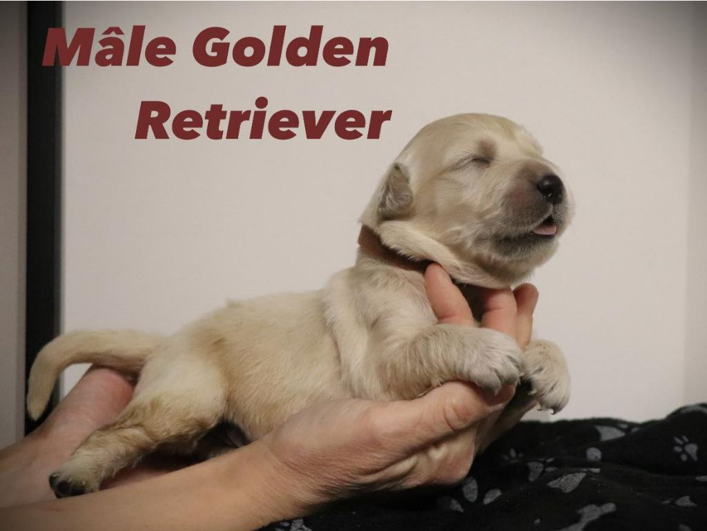 De L'Ange Gardien Ckaina - Chiot disponible  - Golden Retriever