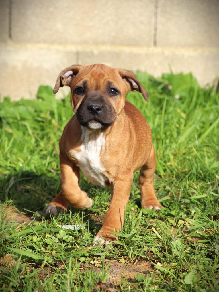 De L'Ange Gardien Ckaina - Chiot disponible  - Staffordshire Bull Terrier