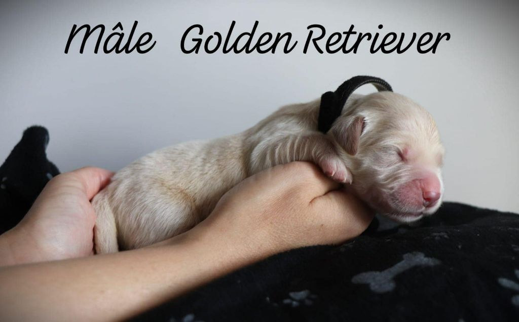 De L'Ange Gardien Ckaina - Chiot disponible  - Golden Retriever