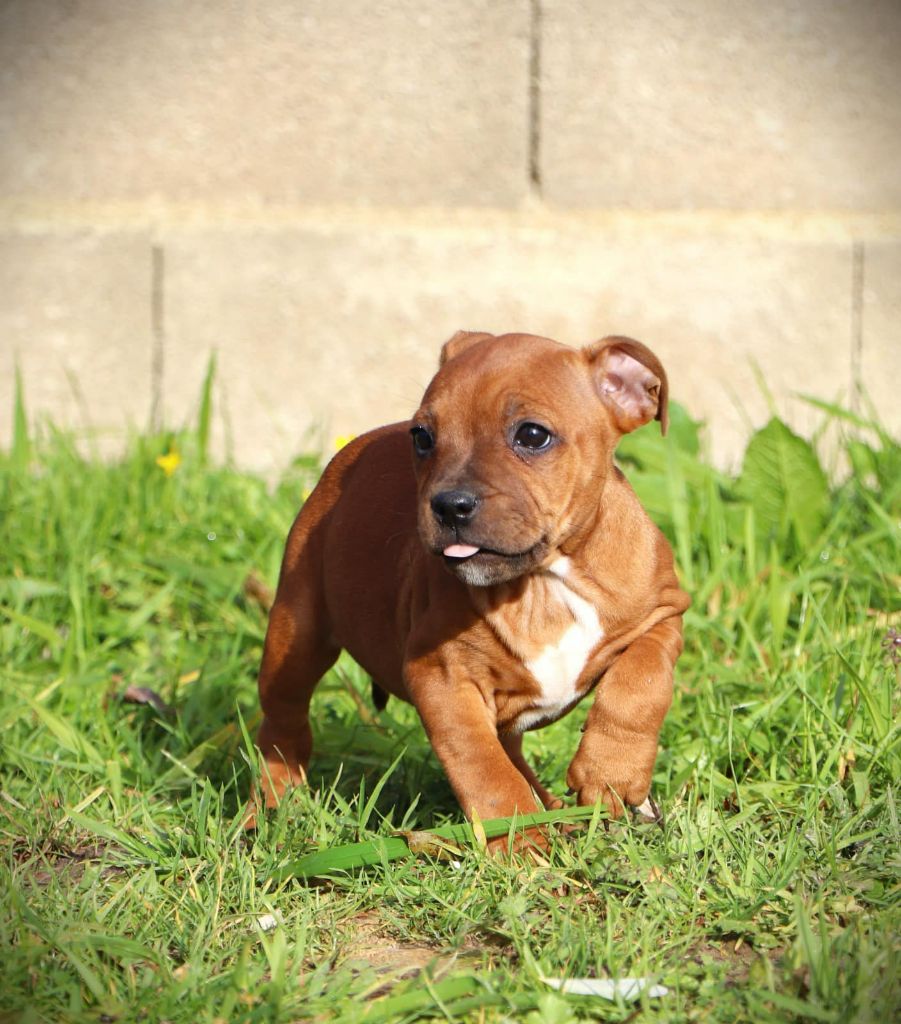 De L'Ange Gardien Ckaina - Chiot disponible  - Staffordshire Bull Terrier