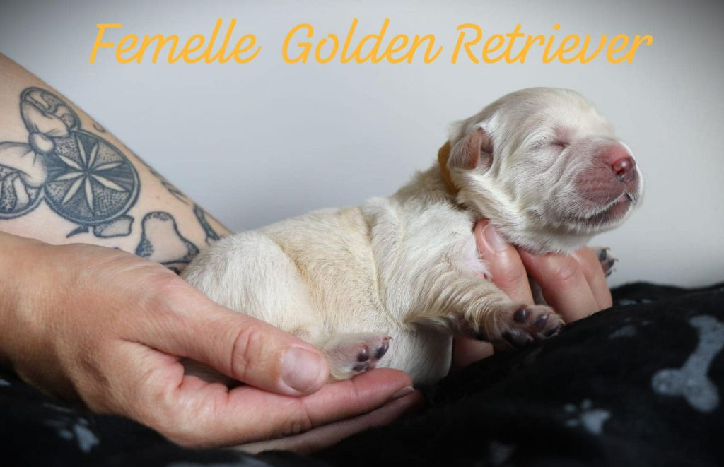 De L'Ange Gardien Ckaina - Chiot disponible  - Golden Retriever