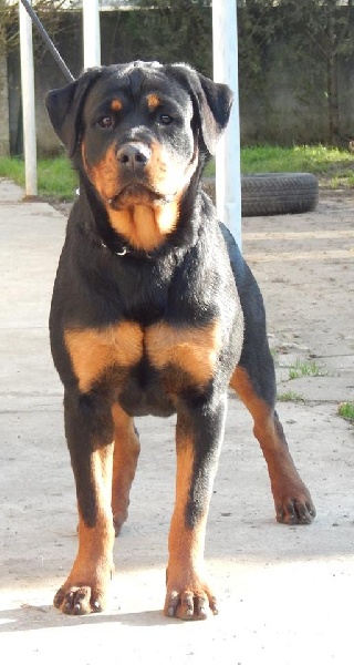 Jainka du gue du saut