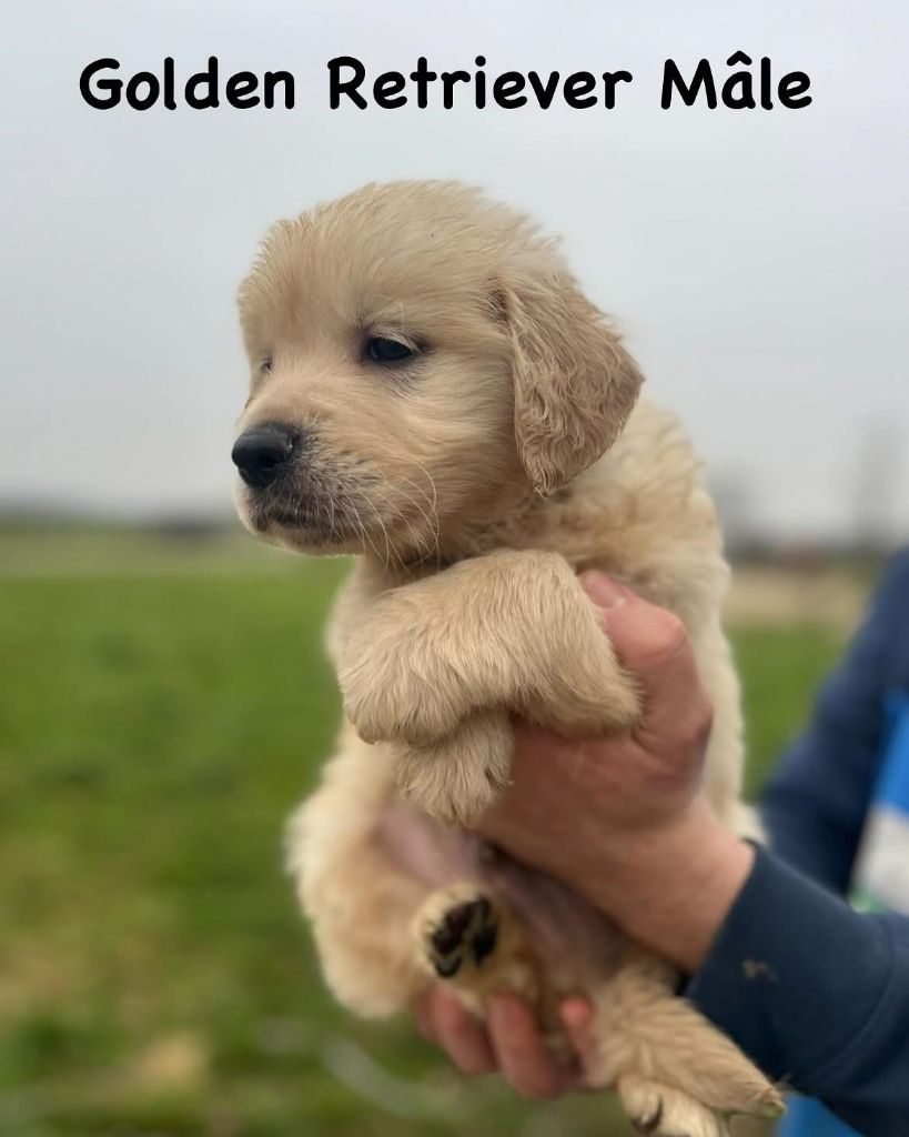 De L'Ange Gardien Ckaina - Chiots disponibles - Golden Retriever