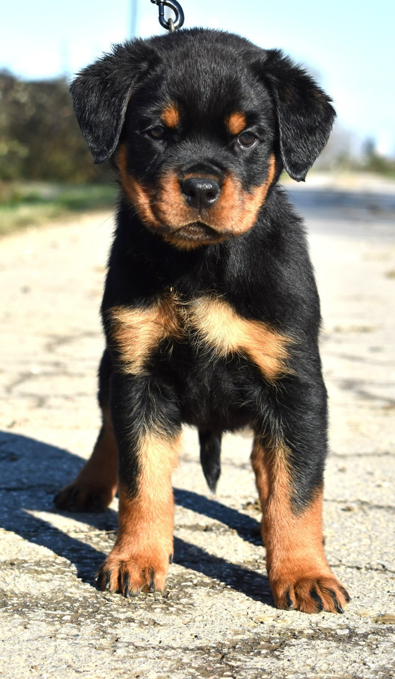 De L'Ange Gardien Ckaina - Chiots disponibles - Rottweiler