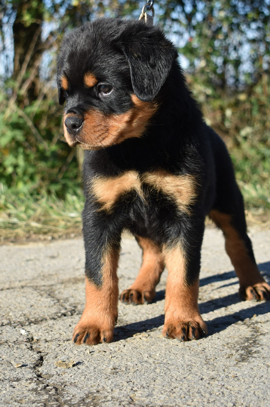 De L'Ange Gardien Ckaina - Chiots disponibles - Rottweiler