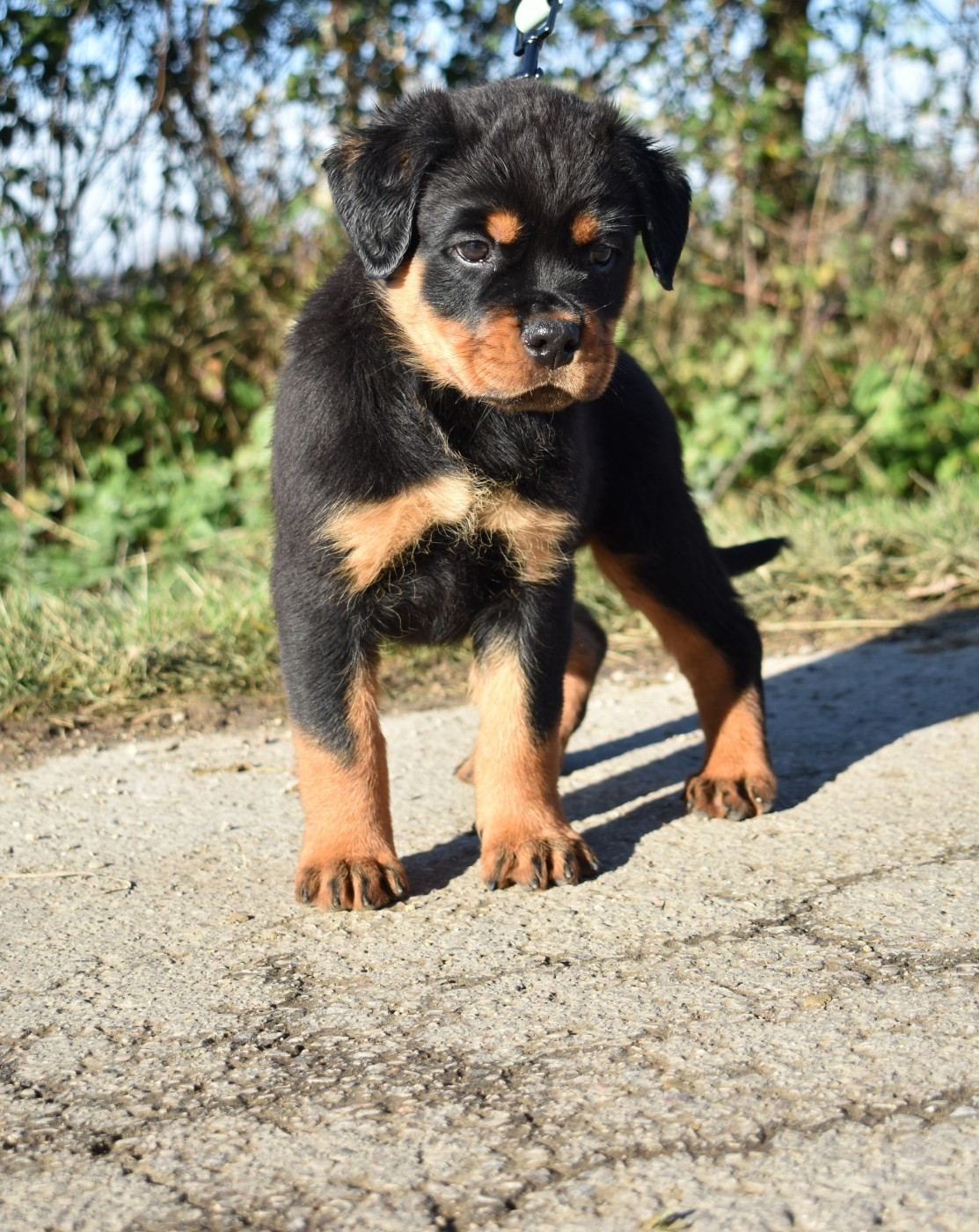 De L'Ange Gardien Ckaina - Chiots disponibles - Rottweiler