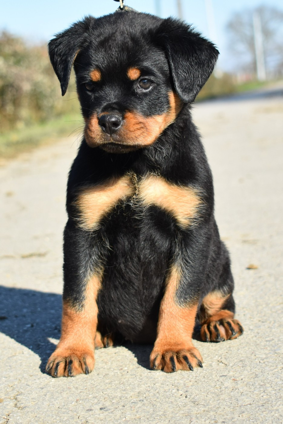 De L'Ange Gardien Ckaina - Chiots disponibles - Rottweiler