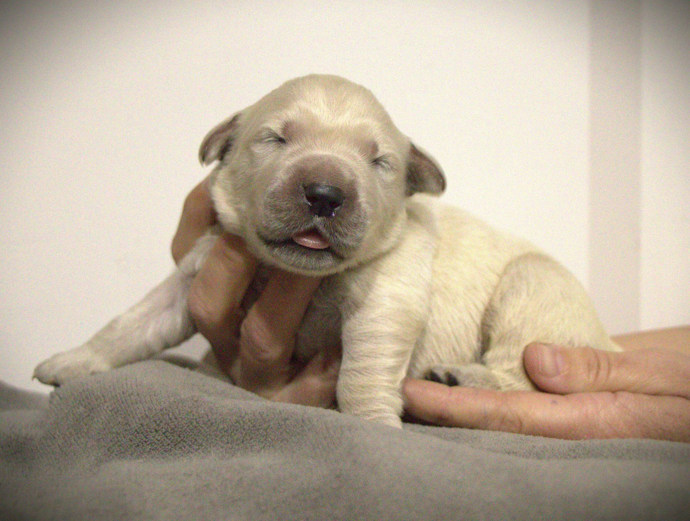 De L'Ange Gardien Ckaina - Chiots disponibles - Golden Retriever