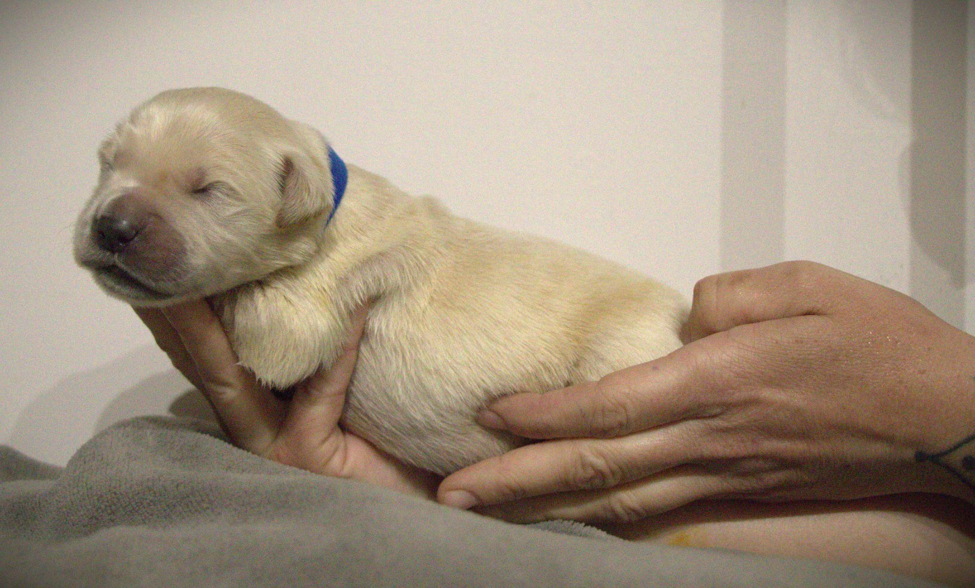 De L'Ange Gardien Ckaina - Chiots disponibles - Golden Retriever