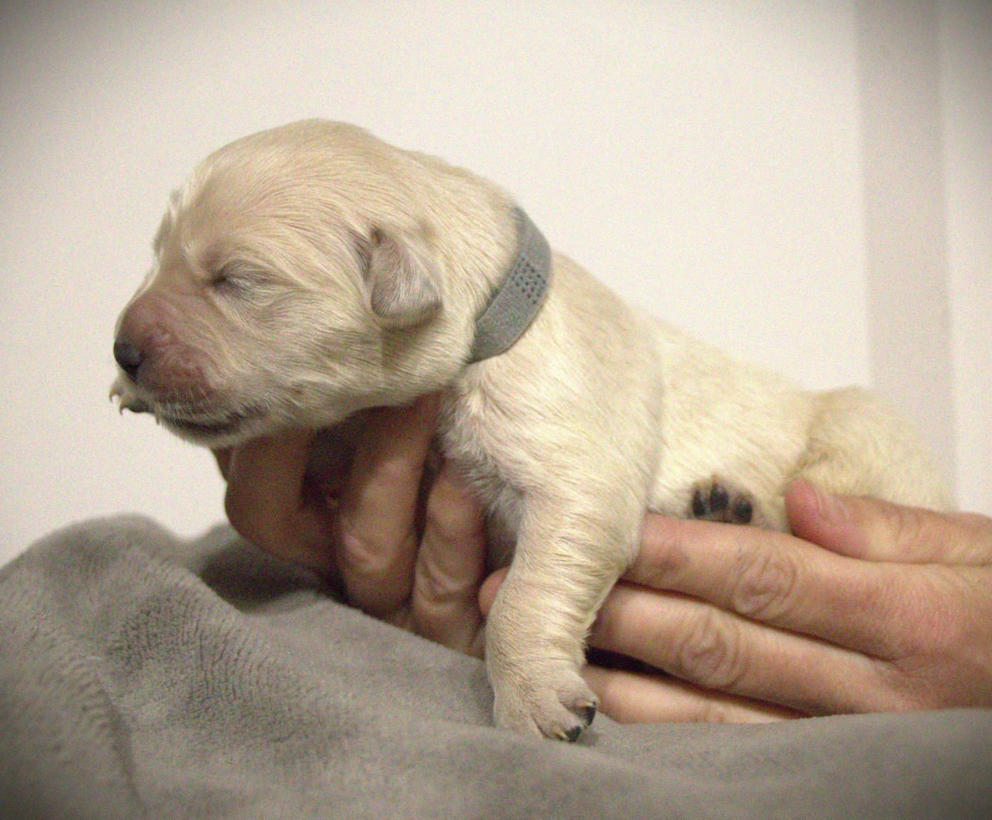 De L'Ange Gardien Ckaina - Chiots disponibles - Golden Retriever