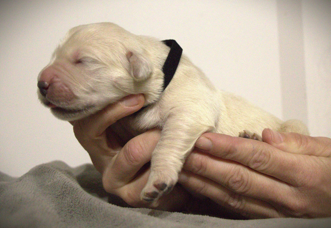 De L'Ange Gardien Ckaina - Chiots disponibles - Golden Retriever