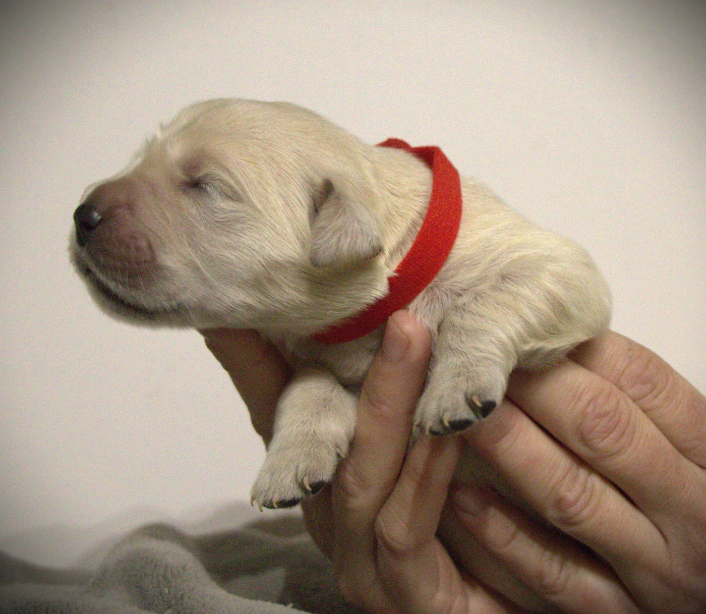 De L'Ange Gardien Ckaina - Chiots disponibles - Golden Retriever