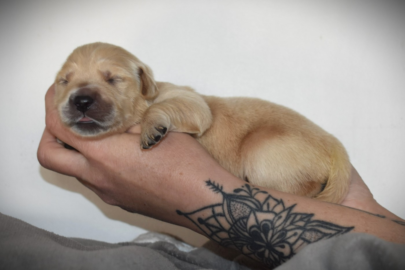 De L'Ange Gardien Ckaina - Chiots disponibles - Golden Retriever