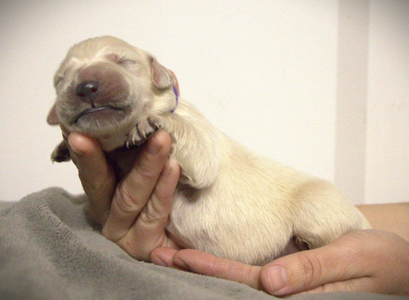 De L'Ange Gardien Ckaina - Chiots disponibles - Golden Retriever