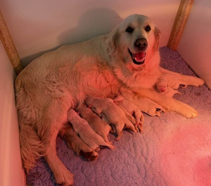 Chiot Golden Retriever De L'Ange Gardien Ckaina