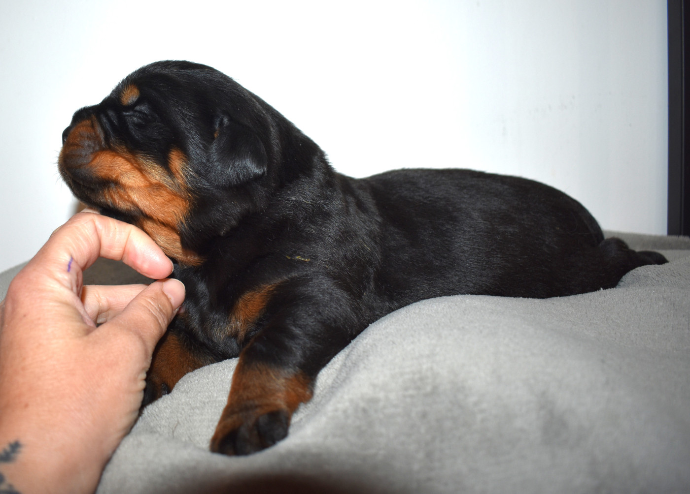 De L'Ange Gardien Ckaina - Chiots disponibles - Rottweiler
