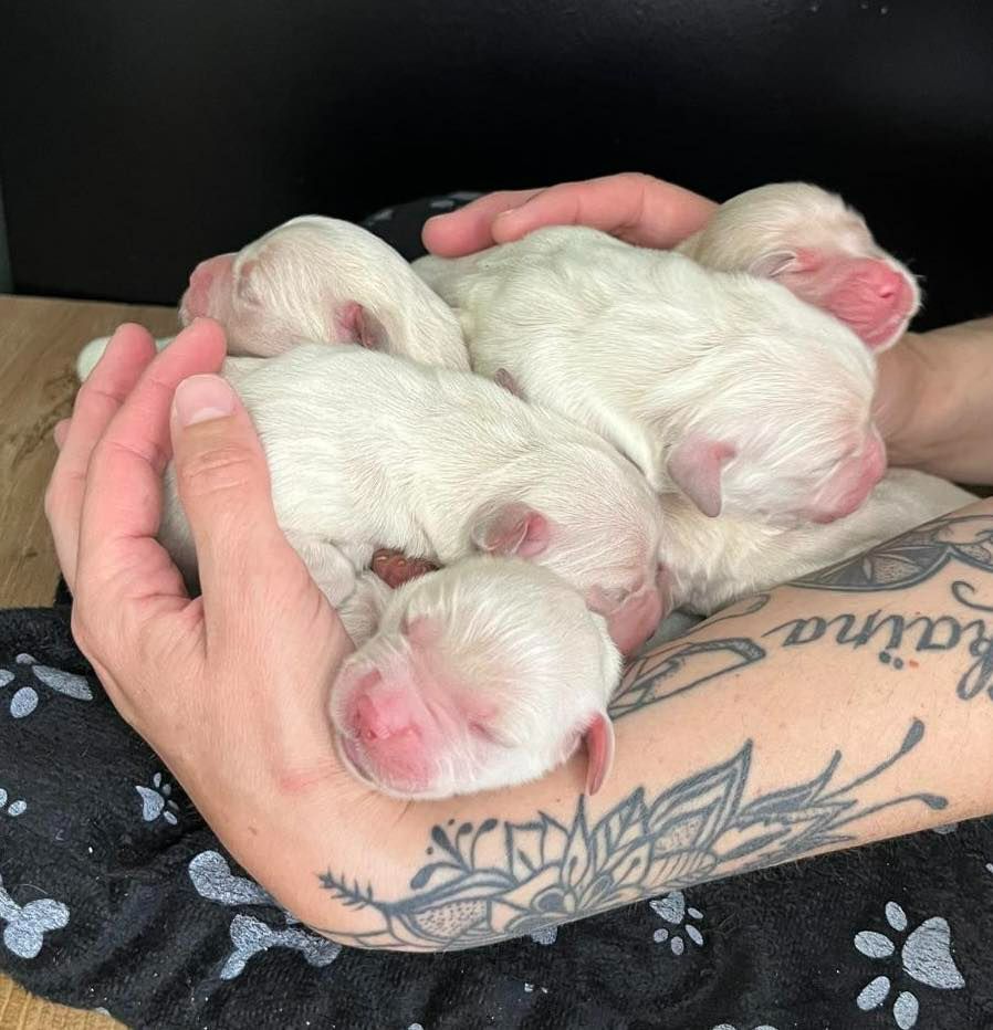 De L'Ange Gardien Ckaina - Chiots disponibles - Golden Retriever
