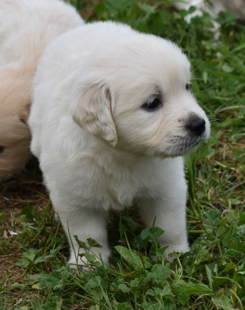 De L'Ange Gardien Ckaina - Chiots disponibles - Golden Retriever