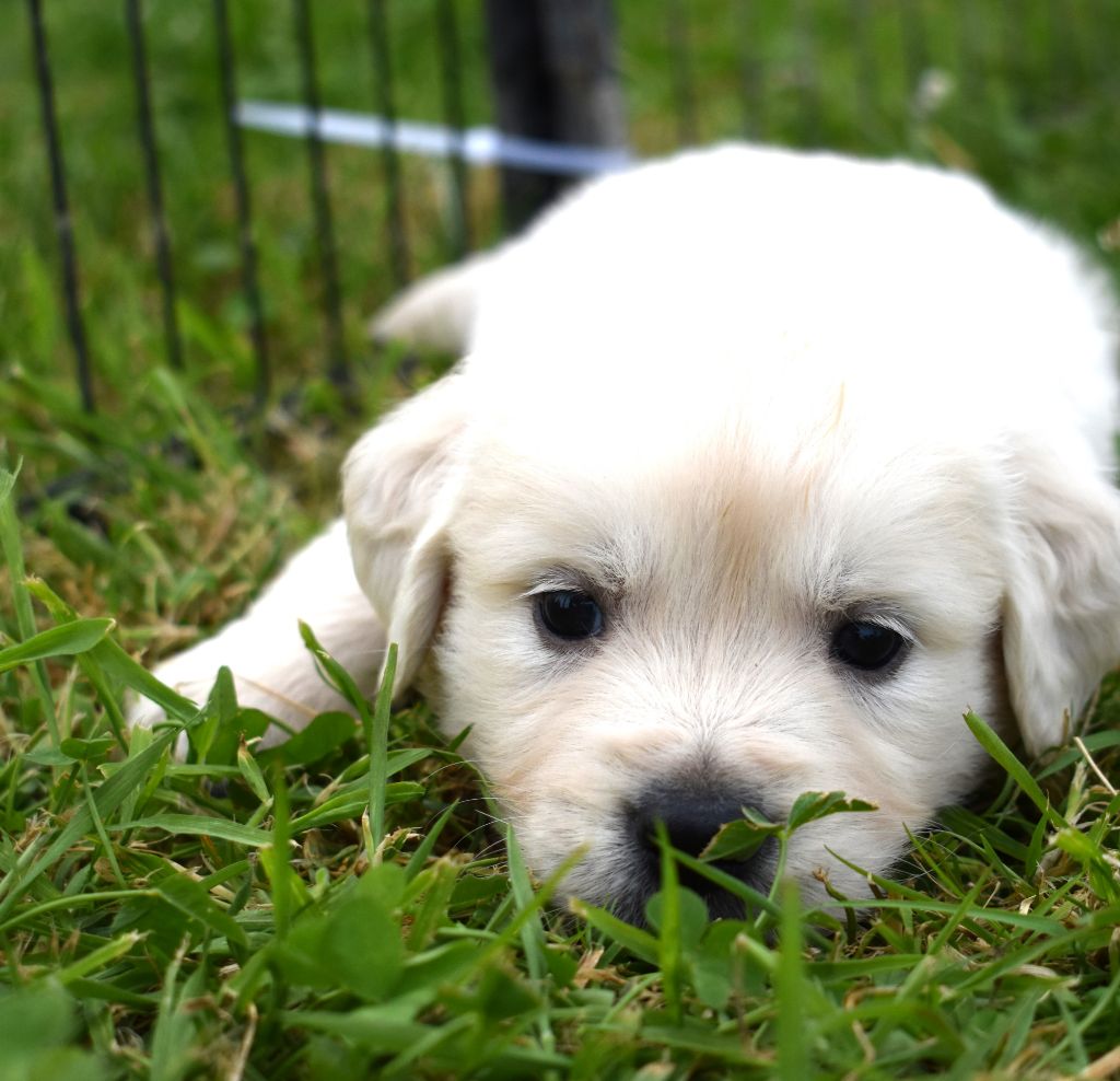 De L'Ange Gardien Ckaina - Chiots disponibles - Golden Retriever