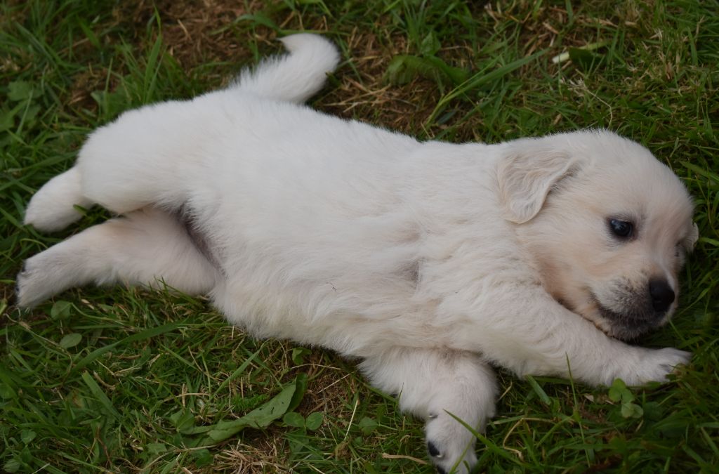 De L'Ange Gardien Ckaina - Chiots disponibles - Golden Retriever