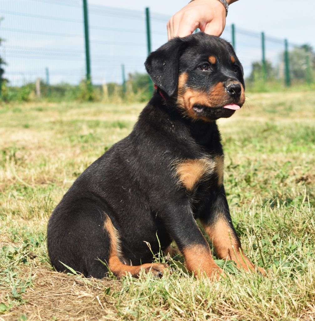De L'Ange Gardien Ckaina - Chiots disponibles - Rottweiler