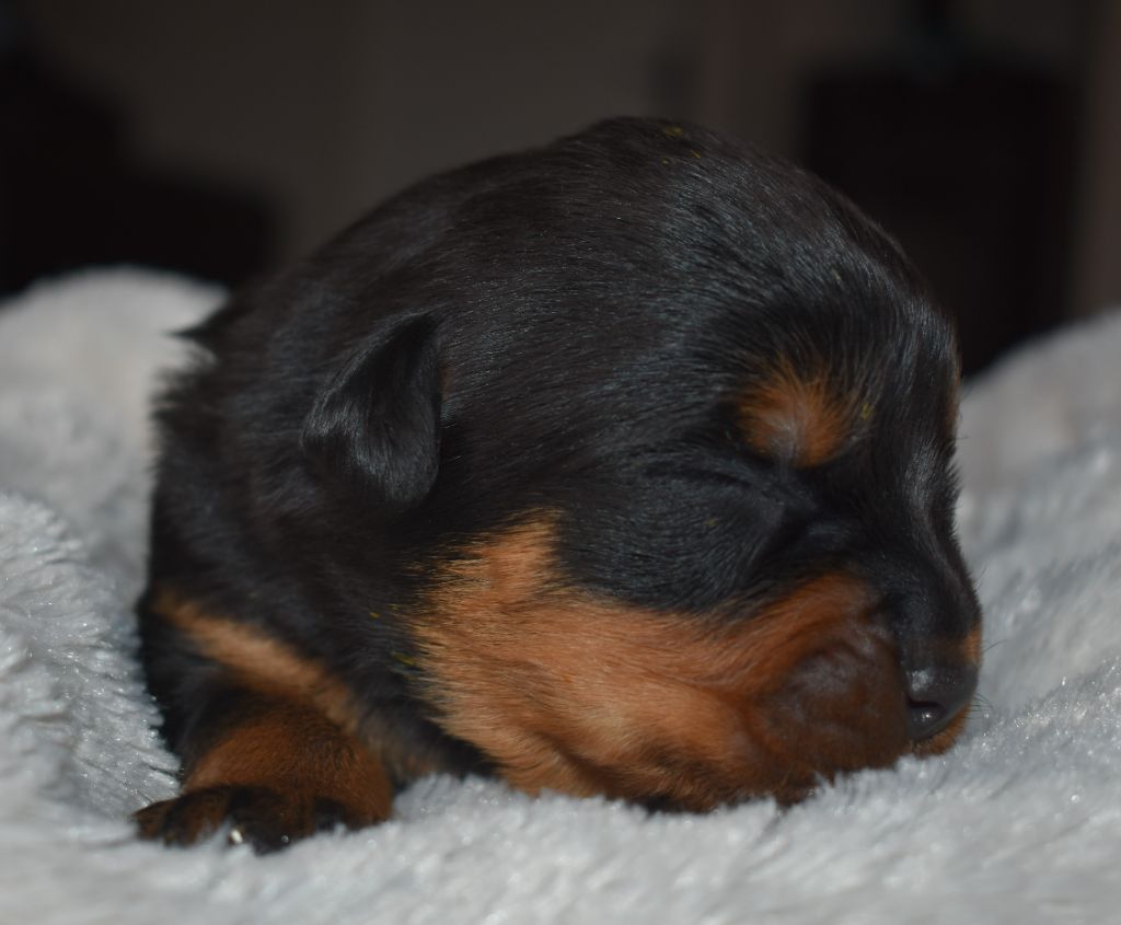 De L'Ange Gardien Ckaina - Chiots disponibles - Rottweiler
