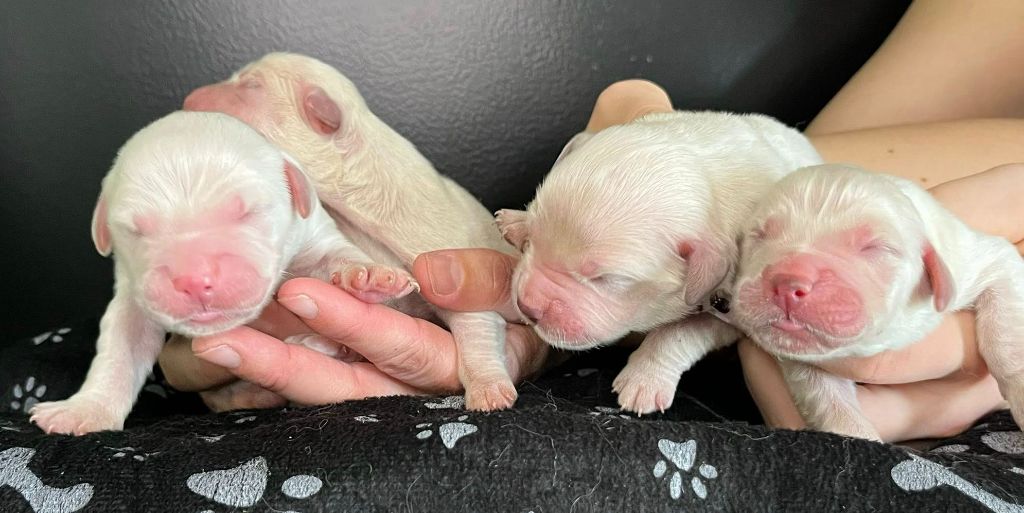 De L'Ange Gardien Ckaina - Chiots disponibles - Golden Retriever