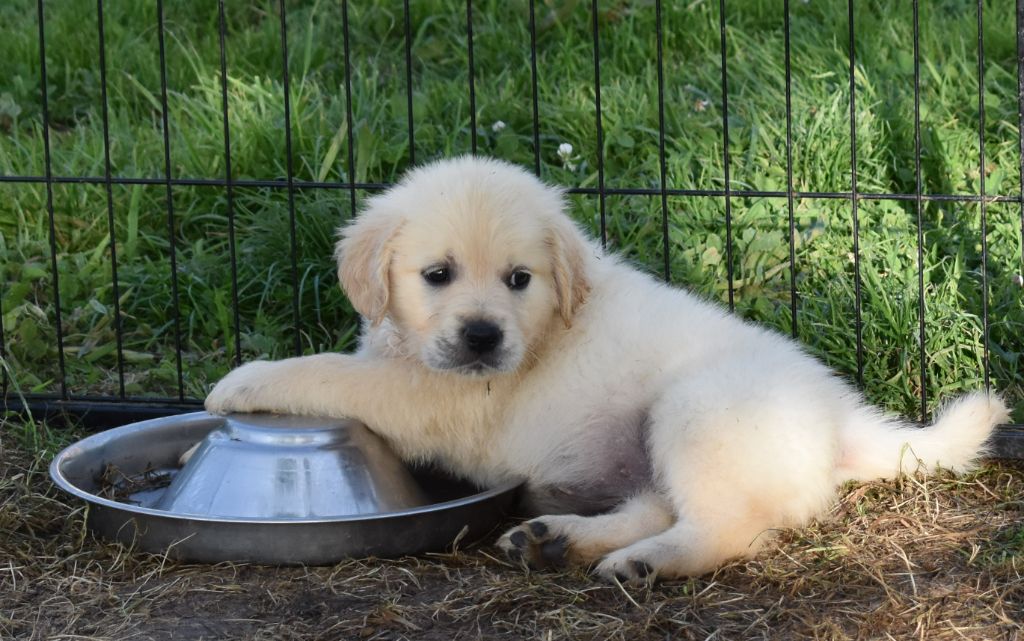 De L'Ange Gardien Ckaina - Chiots disponibles - Golden Retriever