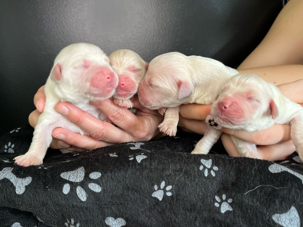 De L'Ange Gardien Ckaina - Chiots disponibles - Golden Retriever