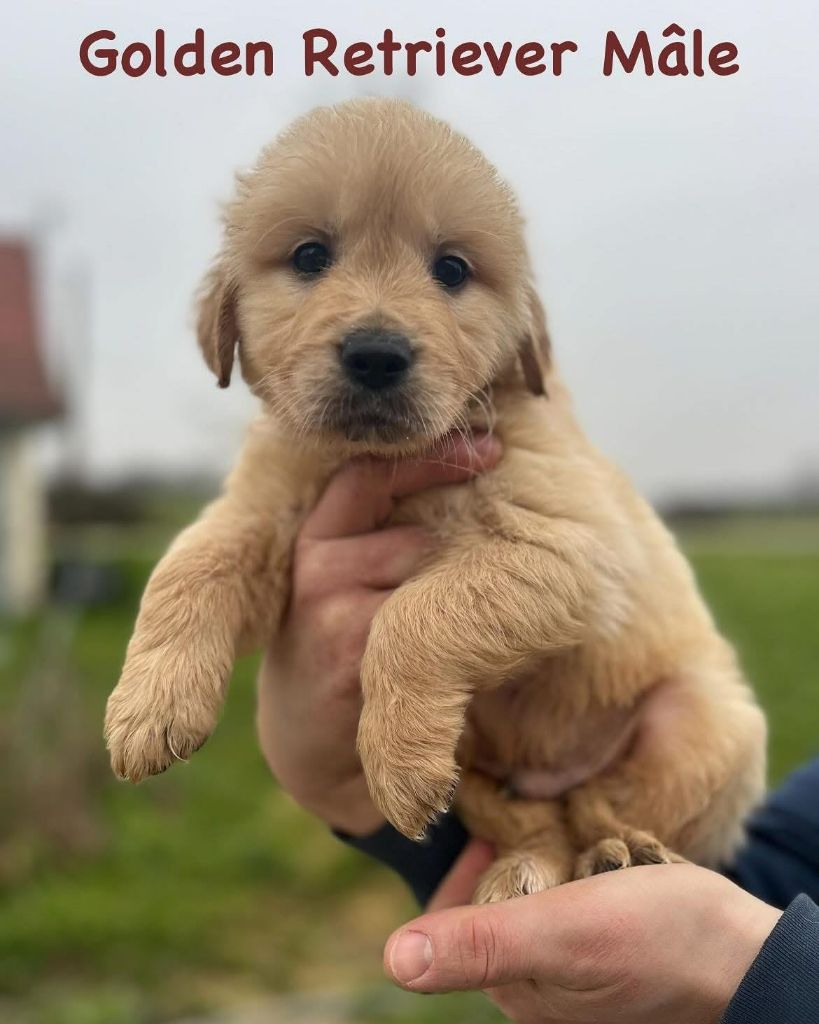 De L'Ange Gardien Ckaina - Chiots disponibles - Golden Retriever