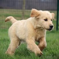 De L'Ange Gardien Ckaina - Chiots disponibles - Golden Retriever