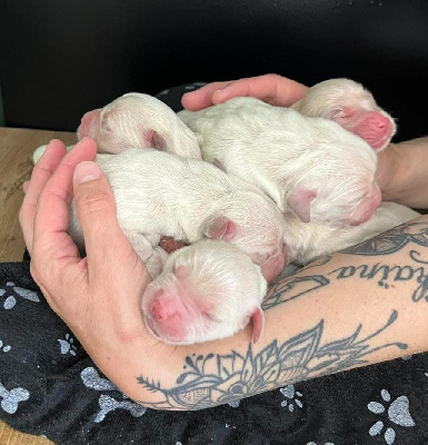 CHIOT 7