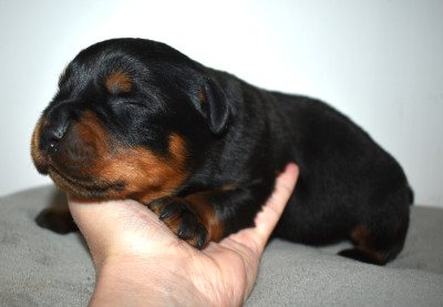 Chiot N°2