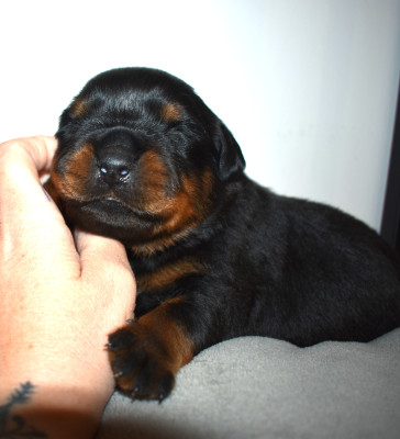 Chiot N°3