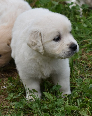 CHIOT 2